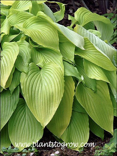 Hosta Gilt By Association (Hosta) 
Early summer color.